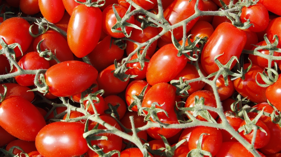 Nichts geht über den Geschmack süditalienischer Tomaten Nichts geht über den Geschmack süditalienischer Tomaten