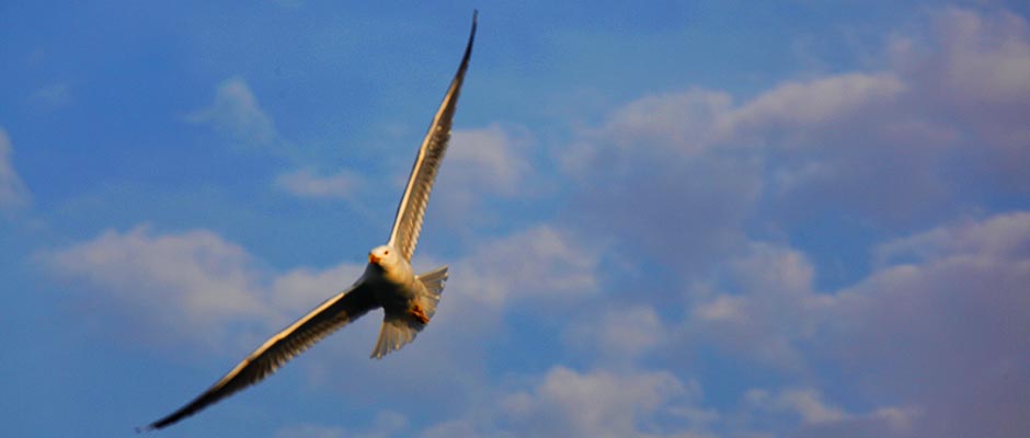 Streik bei Billigfliegern Streik bei Billigfliegern