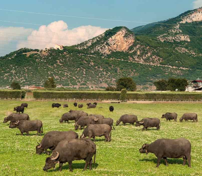 Mozzarellafarmen in Verruf