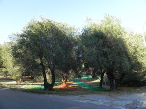 Olivenernte im Cilento