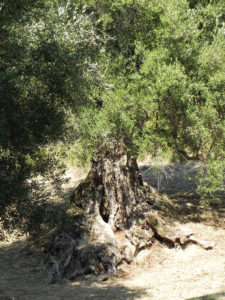 Olivenbaum im Cilento