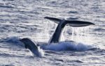 Delphine vor Ischia