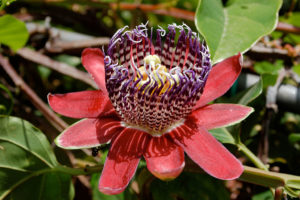 Protea