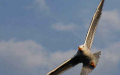 2019 Jahr des Slow Tourism