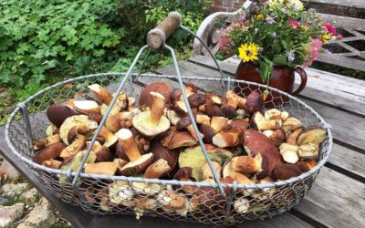 Steinpilze suchen im Herbst