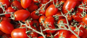 Süße Tomaten