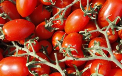 Nichts geht über den Geschmack süditalienischer Tomaten