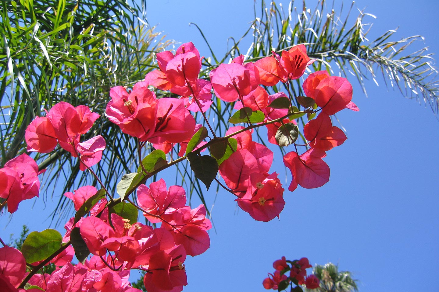 Bougainvillea oder Drillingsblume genannt auf Ischia