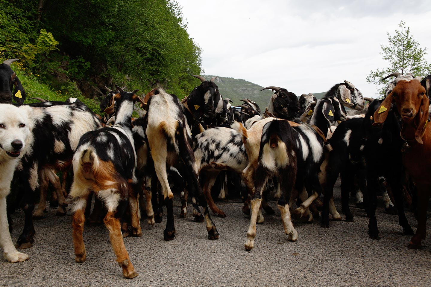 Ziegen am Chiunzi-Pass - Amalfiküste