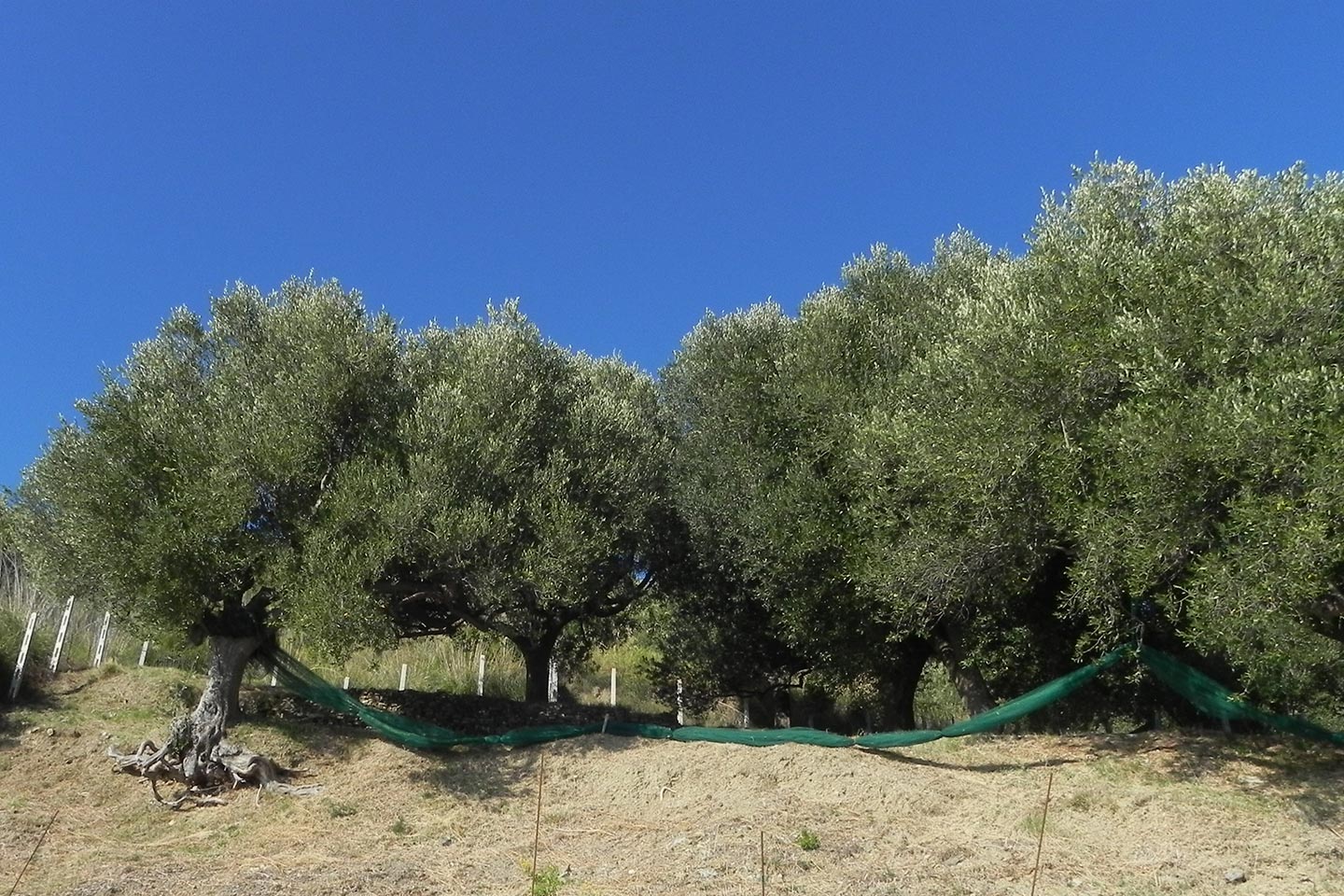 Olivenernte mit Netzen im Cilento