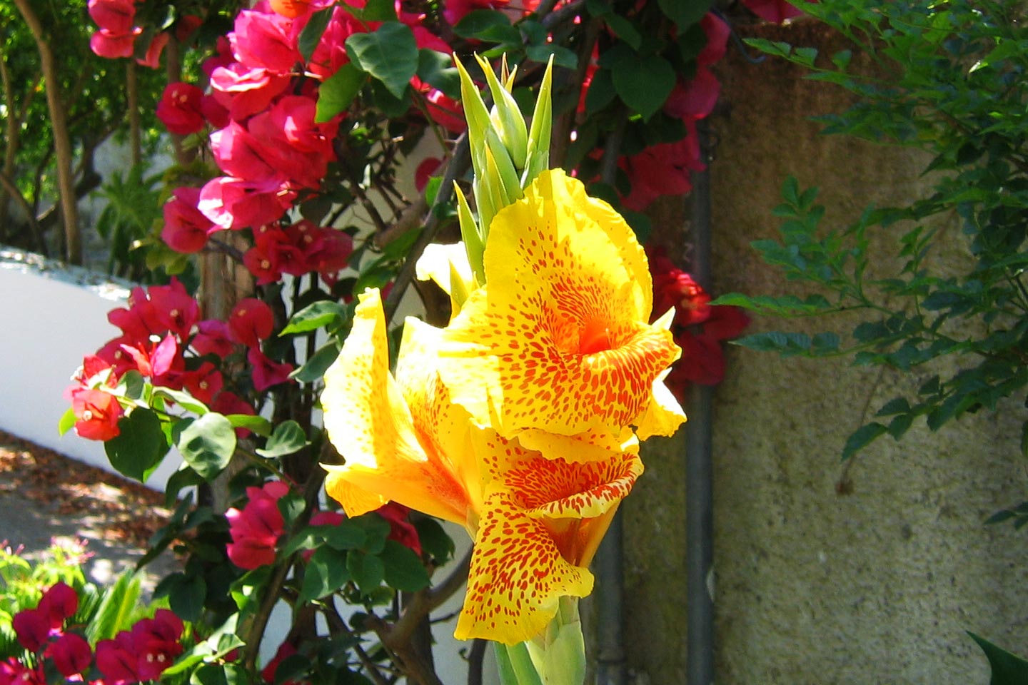 Blumenrohr Golden Gate mit Bougainvillea