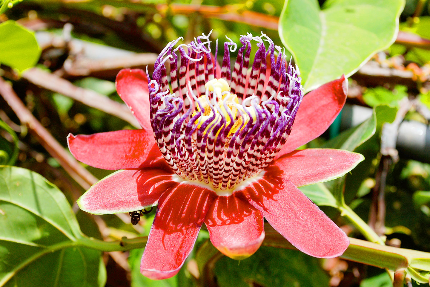Passionsblume in La Mortella - Ischia
