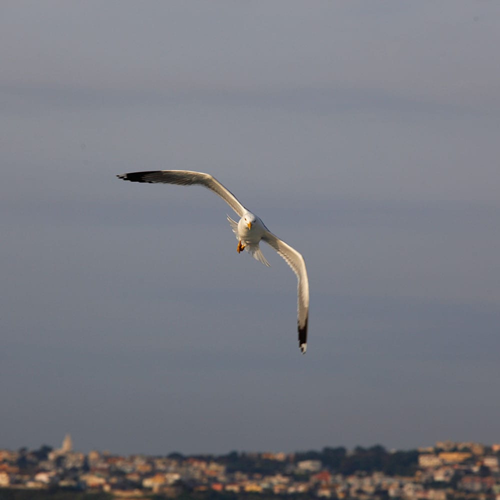 Ischia Möwe