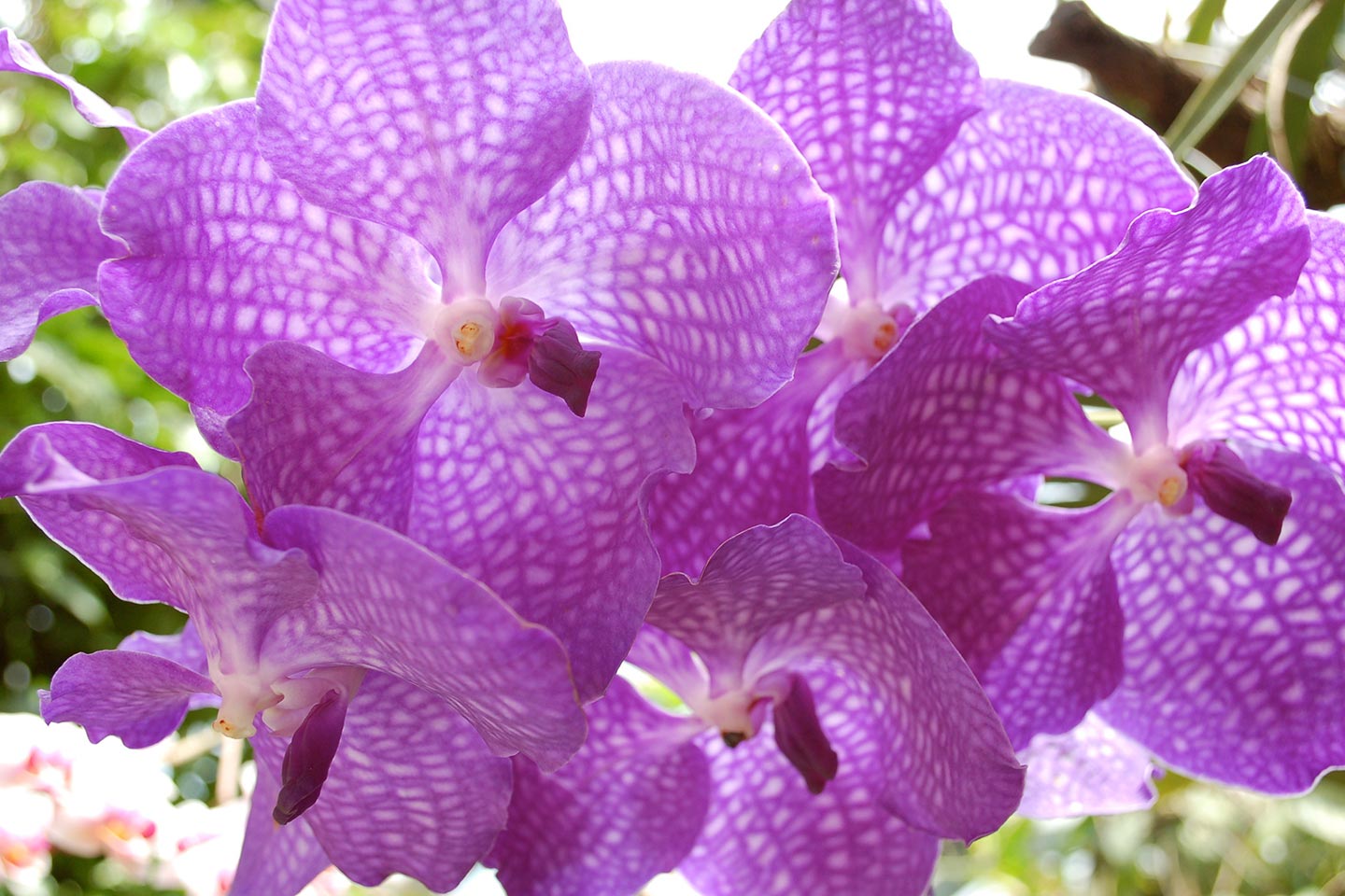 Orchidee im Giardini La Mortella auf Ischia