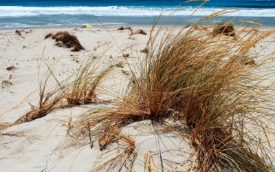 Urlaubsparadies Sardinien: Karibische Strände und irisches Grün