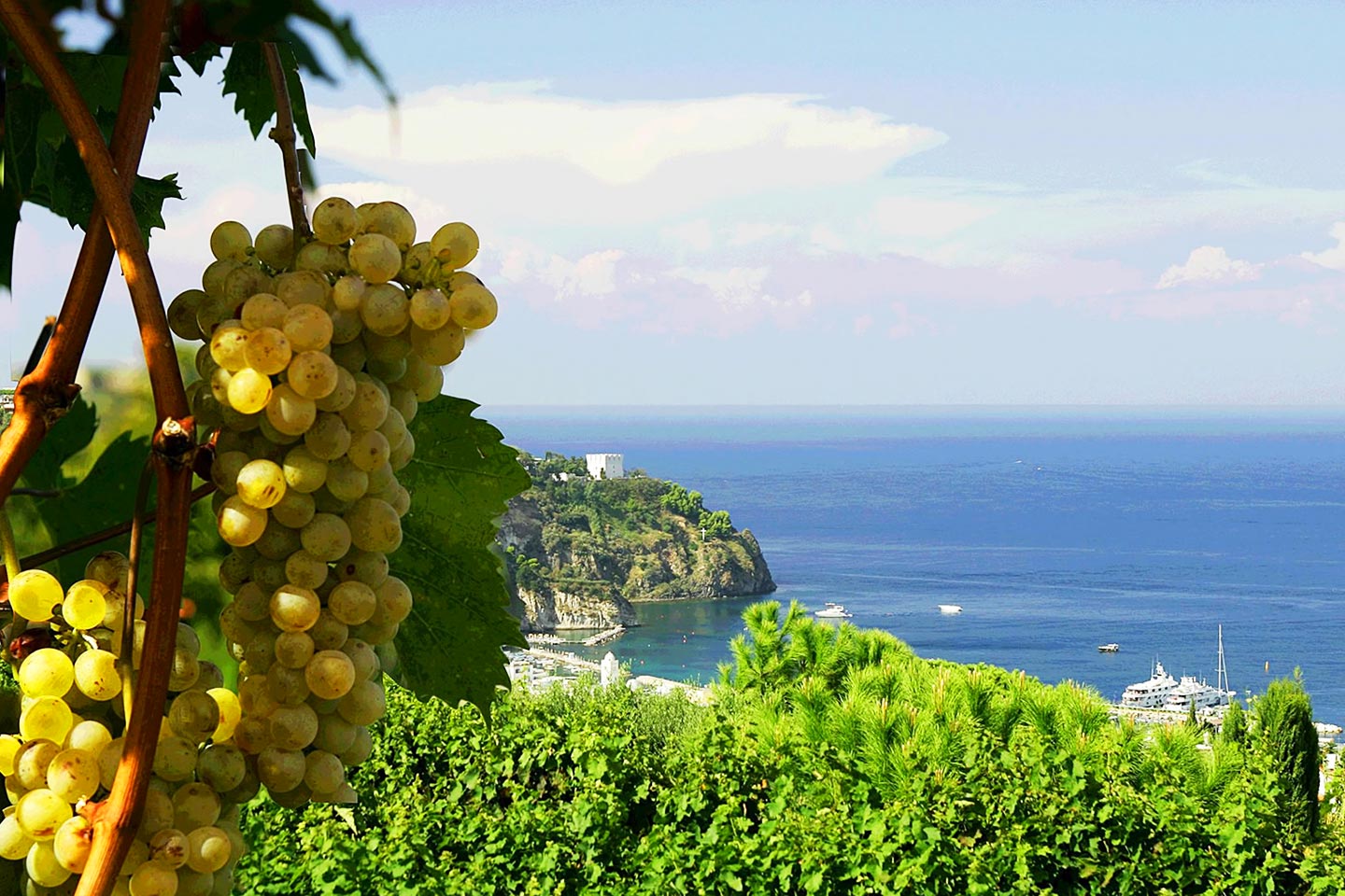 Winzer Tommasone auf Ischia